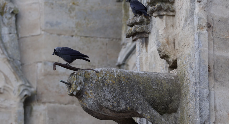 Image de Les Choucas du Velay
