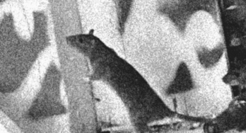 Image de Pantheon-Bar