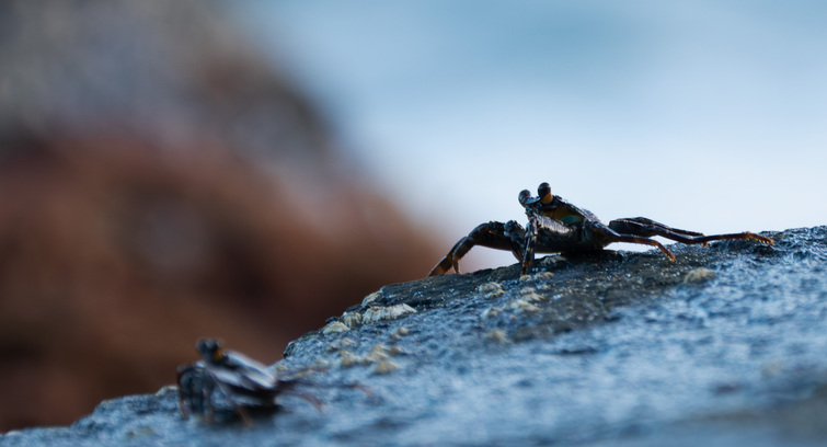 Image de [MV48H2026] Crabe Production