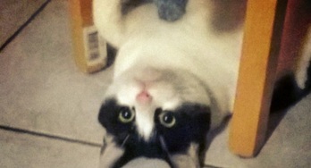 Image de [MV48H2026] Alpha Centauri Films