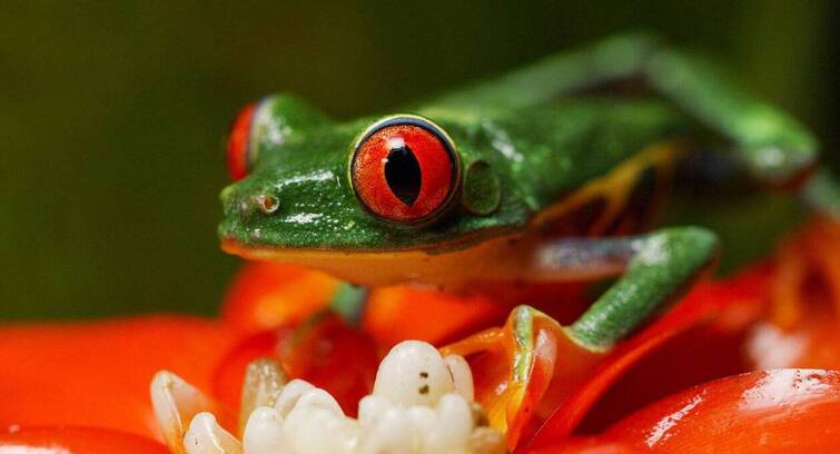Image de Costa Rica, le réveil de la nature