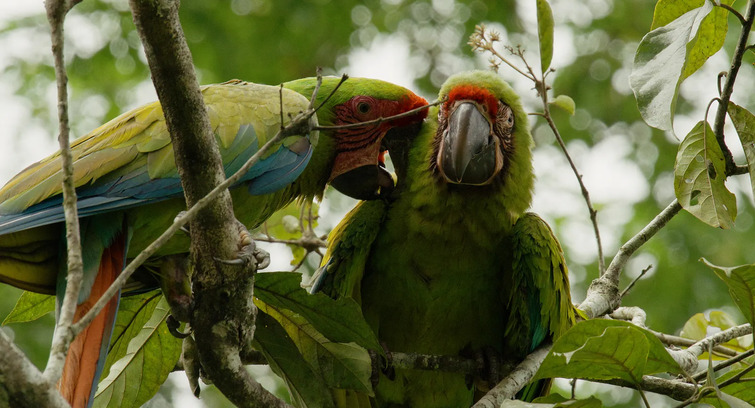 Image de Les animaux, sauveurs des forêts tropicales