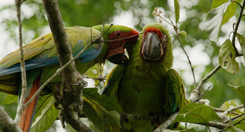 Image de Les animaux, sauveurs des forêts tropicales